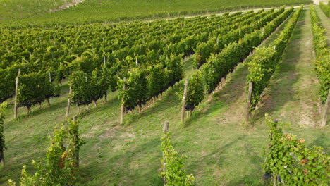 Vineyard agriculture field organic viticulture in Langhe, Piedmont