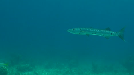 barracuda flotando en el azul