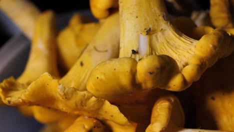 champiñones amarillos. pila de rebozuelos leer