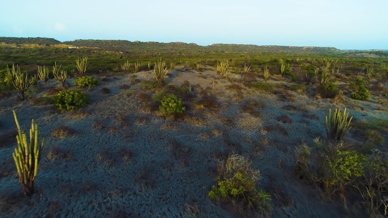 dolly aéreo por encima de los cactus en el desierto seco paisaje árido de curacao, puesta de sol hora de oro luz se extiende a través de las dunas