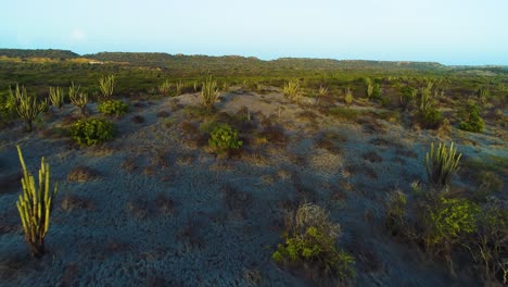 Aerial-dolly-above-cactus-in-dry-desert-arid-landscape-of-curacao,-sunset-golden-hour-light-spreads-across-dunes