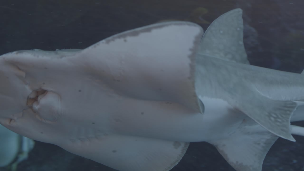 a fish, possibly a type of ray, swimming gracefully in a large aquarium. The water is clear, and the fish’s body is visible, with a background of the aquarium environment