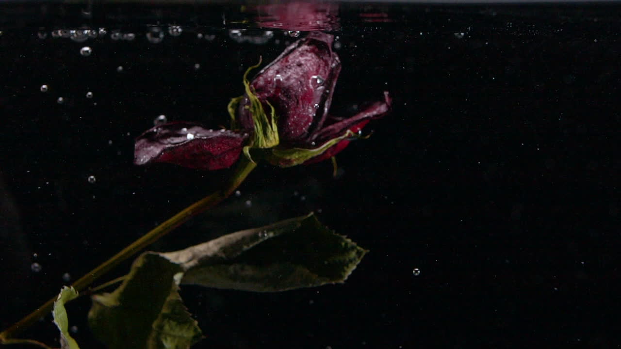 Slow motion dead and wilting rose rising and floating to top of pond ...