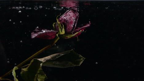 Slow-Motion-Dead-and-Wilting-Rose-Rising-and-Floating-to-top-of-Pond