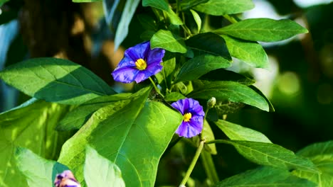 flor morada con hojas verdes