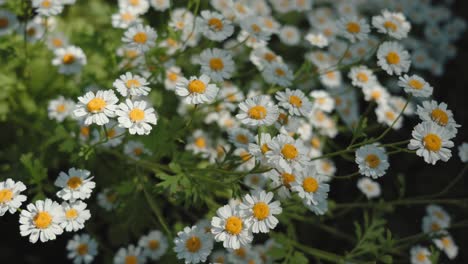 chamomile flowers moving in the wind between light and shadow