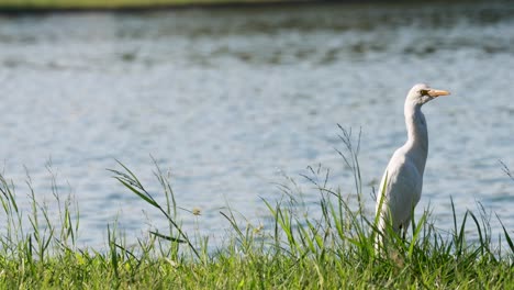 white egret standing peacefully beside lake in grassy area