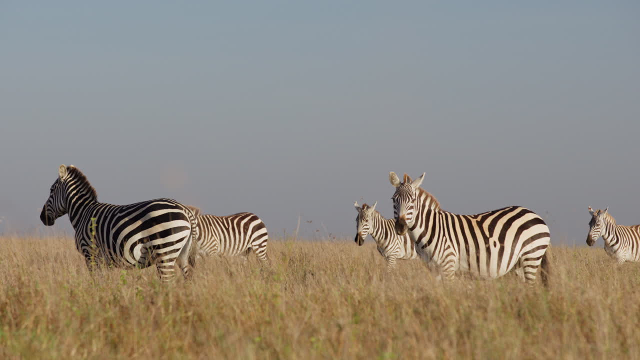 Mandria di zebre di pianura che cammina nella savana