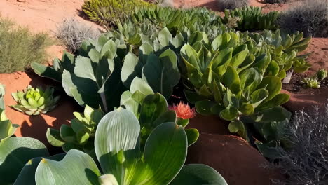 vibrant green succulents in a desert garden