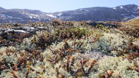 Arctic-Tundra-lichen-moss-close-up.-Found-primarily-in-areas-of-Arctic-Tundra,-alpine-tundra,-it-is-extremely-cold-hardy.-Cladonia-rangiferina,-also-known-as-reindeer-cup-lichen.