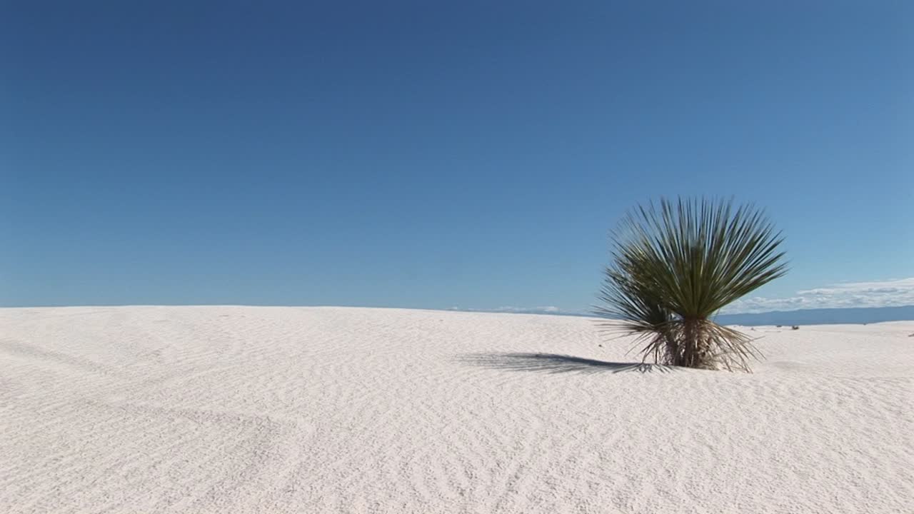 tiro largo de una planta en el monumento nacional de arenas blancas en nuevo méxico