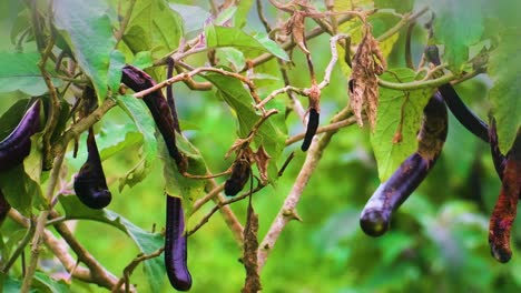 organic eggplants with rotten one