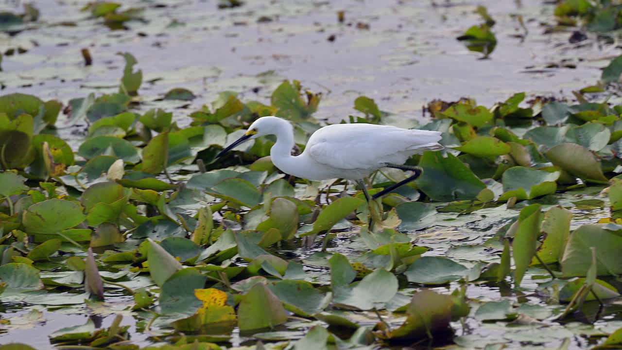 снежная эгрет ходит по водным растениям в поисках добычи в озере, флорида