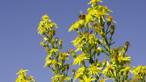 Close-up-of-bee-collecting-nectar-from-flowers-on-a-summer-day-with-open-blue-sky-background