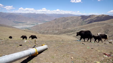 toma panorámica izquierda como manada de yaks salvajes marchando por coloridas banderas de oración tibetanas en las montañas del himalaya