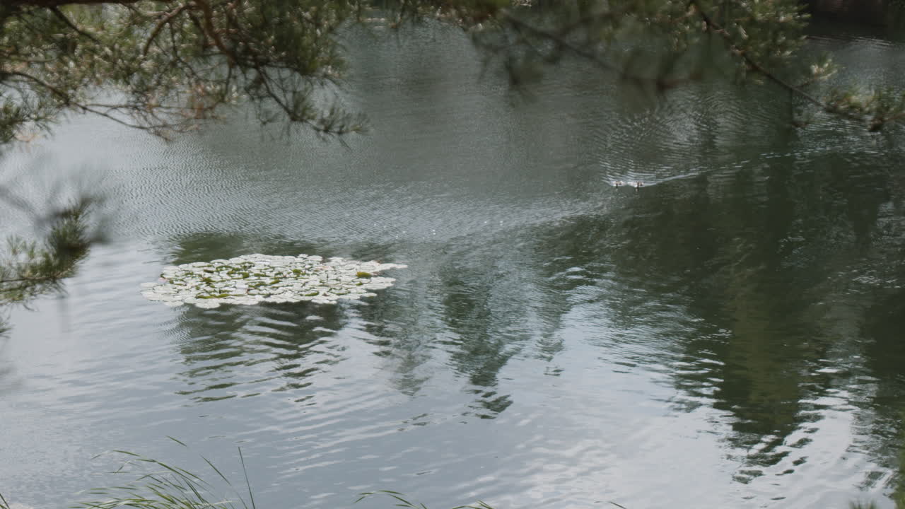 los lirios en un estanque tranquilo