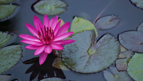 Una-Flor-De-Loto-Rosa-Brillante-Se-Mueve-En-El-Viento,-Día-Nublado-Después-De-La-Lluvia