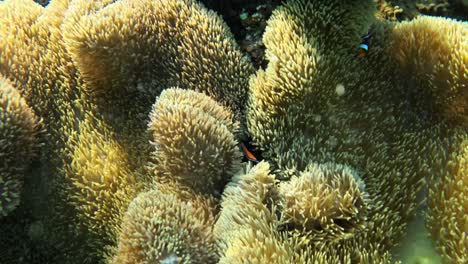 cute clownfish swimming inside an anemone in crystal clear waters - close up