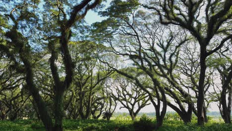 Famoso-Bosque-De-Djawatan-Con-Mujer-Vestida-De-Naranja-Vagando-Misteriosamente,-Aéreo