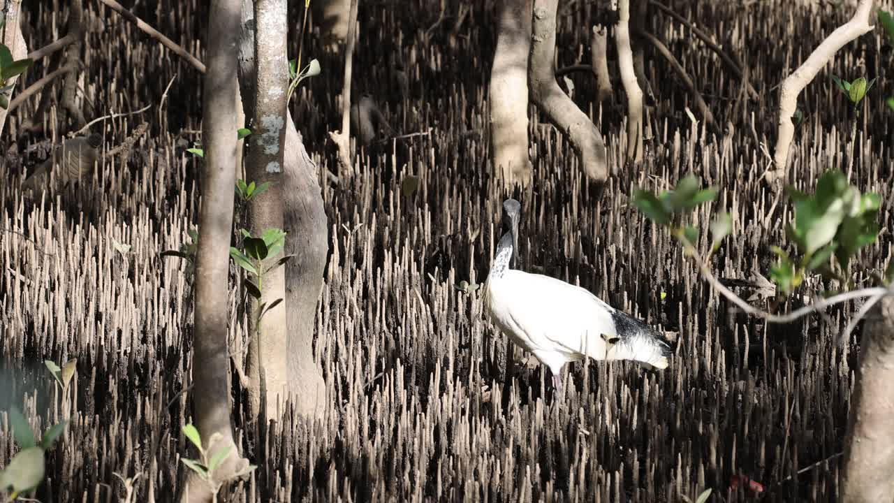이그레트 (white egret) 는 밀집된 맹그로브 뿌리를 통과합니다.