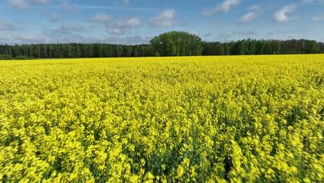 yellow full bloom natural organic rapeseed plantation farm during summer