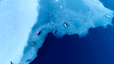 beautiful view over seals on white ice floe in iceland. seals are next to the blue sea.