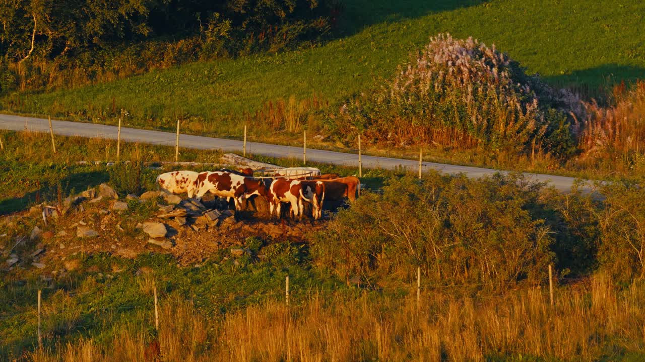 Bovini domestici al pascolo vicino a una strada asfaltata in un paesaggio rurale. Ripresa aerea.
