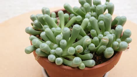 fenestraria aurantiaca 또는 아기의 발가락이 즙이 많습니다.
