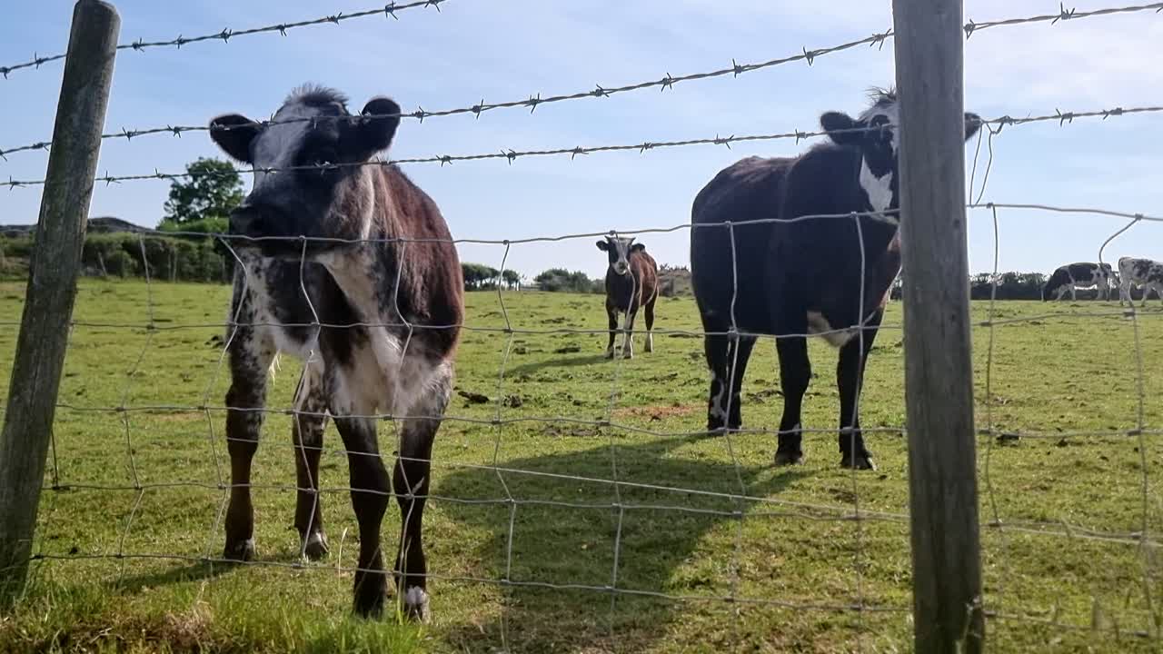 Baby cow looking at camera through barbed wire fence with herd standing in rural farmland