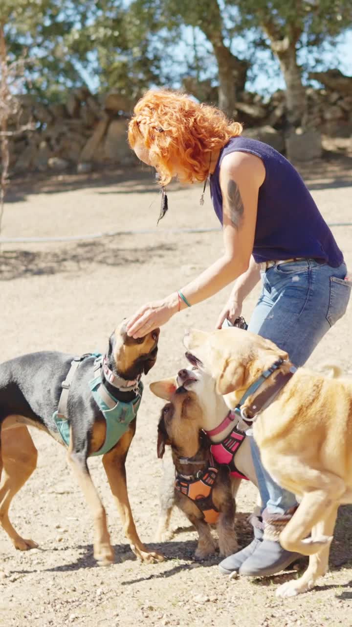 Woman playing with multiple dogs in an outdoor setting