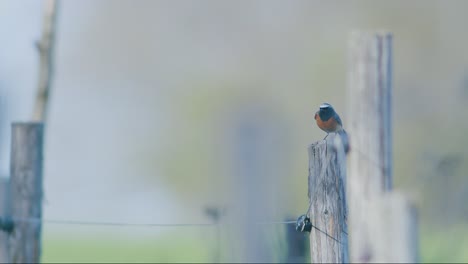 Hausrotschwanz-Sitzt-Auf-Baum,-Stangen-Und-Fängt-Fliegen