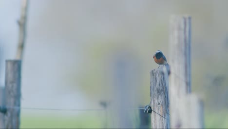 redstart común sentado en árboles, postes y atrapando moscas