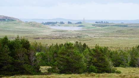 tiro de pinos en una plantación forestal frente a stornoway, hébridas