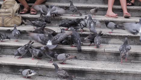 Gente-Alimentando-A-Las-Palomas-En-Las-Escaleras,-Croacia.