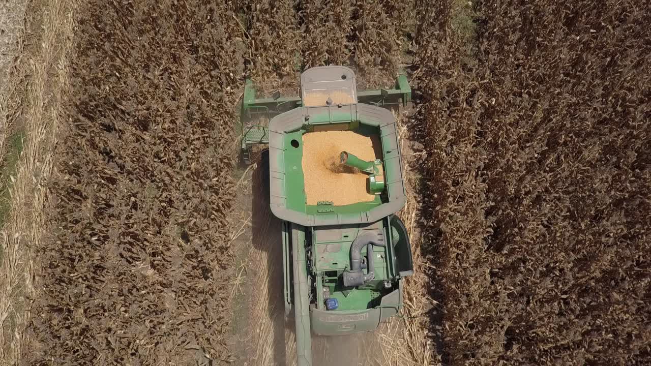 cosecha de maíz en el campo