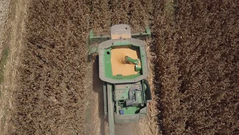 corn harvesting in field