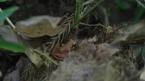 Japanese-Brown-Frog-on-Forest-Floor,-Rack-Focus-and-Slow-Motion-Jump