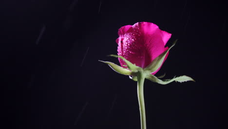 wild pink rose under the rain, rotating on a black background