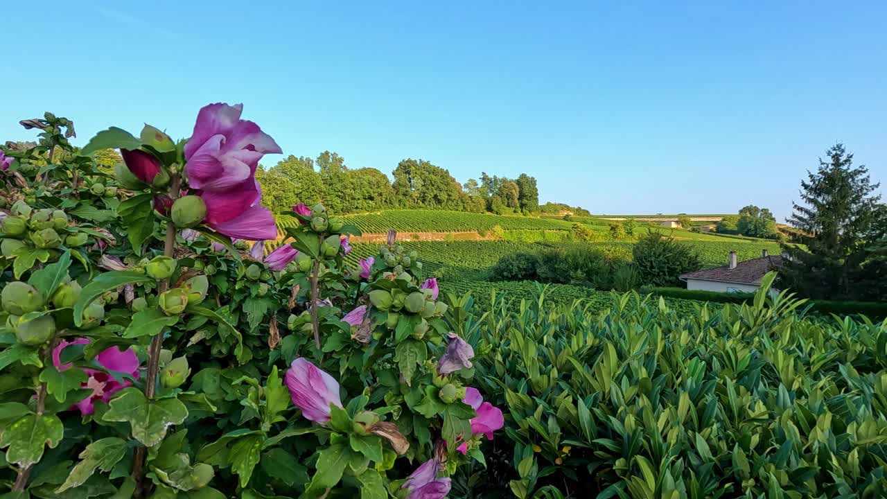 활기찬 분홍색 꽃이 울창한 포도원 풍경을 내려다보고 있습니다.