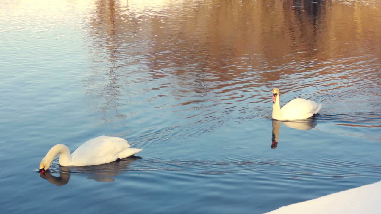 cisnes elegantes flotando en el agua. cisnes blancos nadando en el agua