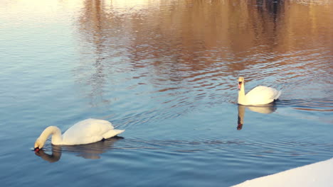 Graceful-swans-floating-on-water.-White-swans-swimming-on-water