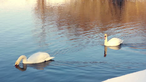 Anmutige-Schwäne,-Die-Auf-Dem-Wasser-Schwimmen.-Weiße-Schwäne-Schwimmen-Auf-Dem-Wasser