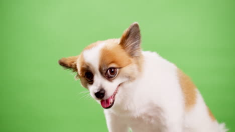 chihuahua atento mirando a la cámara concentrado