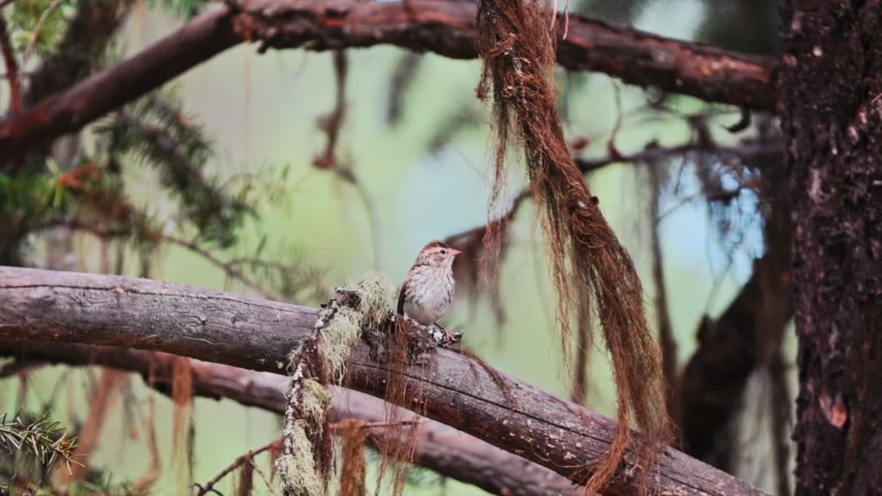 Small sparrow perched on a mossy branch, chirping in a serene forest.