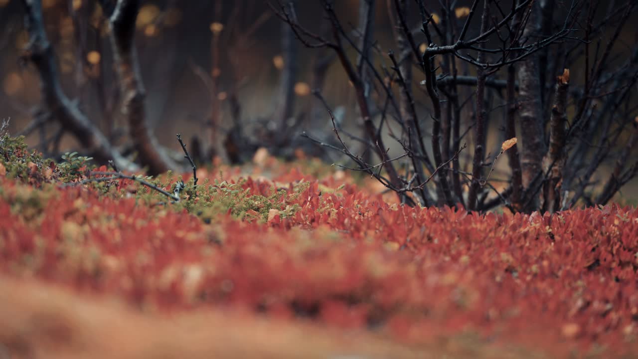 крупный план красочных мхов и лишайников в осенней тундре на фоне земли