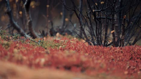 A-ground-view-close-up-of-colorful-moss-and-lichen-in-the-autumn-tundra