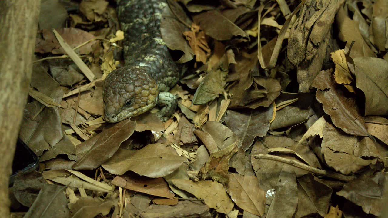 Una lucertola shingleback rimane immobile, mimetizzandosi tra le foglie secche sul sottobosco