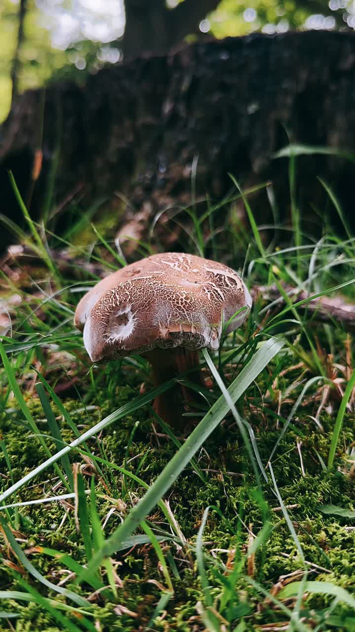 Mushroom in the Forest