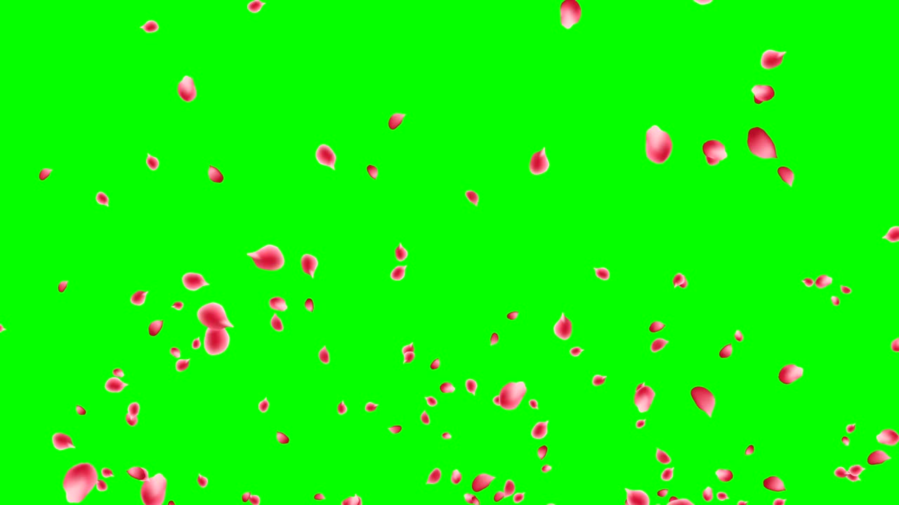 장미 잎이 폭발합니다.