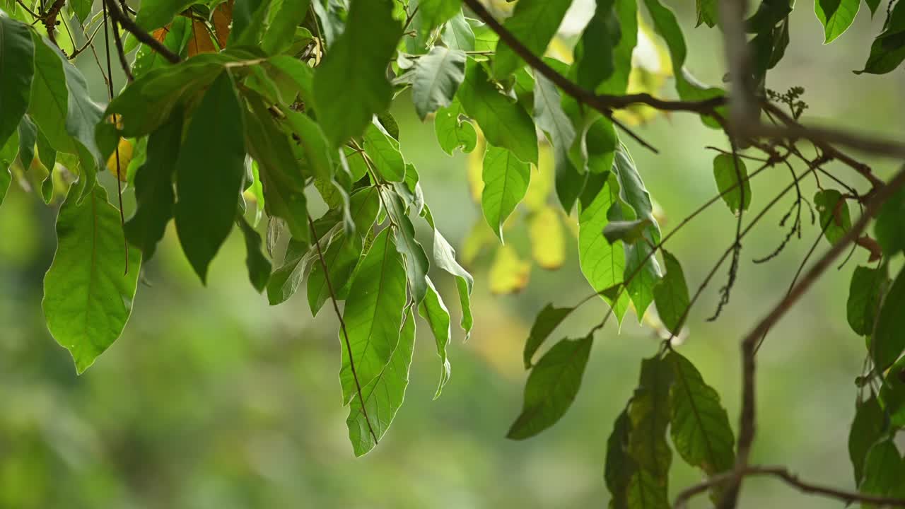 una rama con hojas bailando con un fuerte viento durante el verano revelando colores cálidos en el fondo